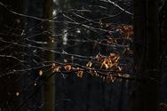 Een wandeling in het bos