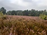 In de stille Kempen, op de purperen hei ...