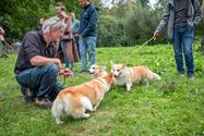 Bolderberg overrompeld door corgi's