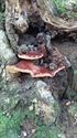 Heerlijk wandelen in het bos