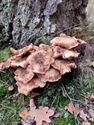 Op 11 november kun je ook paddenstoelen spotten