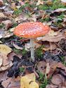 Op 11 november kun je ook paddenstoelen spotten
