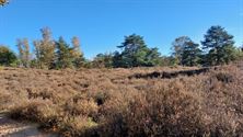 Zonnig zachte herfst aan de Kluis