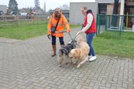Weyekersgasten op pad met de honden