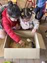 Van kleuters en kuikens tot kippen