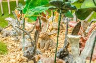 De natuur wordt opgeslorpt door de kunst