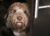 Dierenzegening in Zolder bij Sint-Hubertus