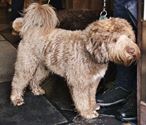 Dierenzegening in Zolder bij Sint-Hubertus