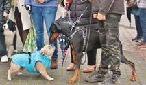 Dierenzegening in Zolder bij Sint-Hubertus