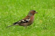 Vogels op bezoek in de tuin
