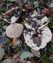 Paddenstoelen in de buurt van Helzold