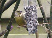 Vogels zijn op zoek naar voedsel