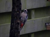 Vogels zijn op zoek naar voedsel