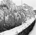 Heusden-Zolder in de sneeuw