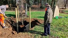 Nieuwe verbroederingsbomen geplant op Meylandt