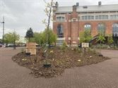 Een week lang een groener Marktplein