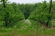 Op wandel door de holle wegen in Halen