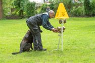 Indrukwekkend wat Duitse herders presteren