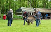 Indrukwekkend wat Duitse herders presteren