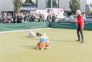 72ste Braderie was een topeditie