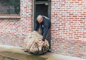 Het arme schaap is geschoren
