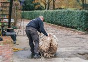 Het arme schaap is geschoren