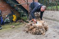 Het arme schaap is geschoren