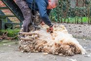 Het arme schaap is geschoren