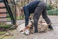Het arme schaap is geschoren