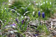 De lente laat zich opmerken in De Grune Grond