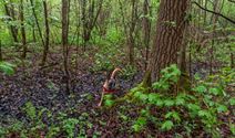 Reddingshonden zoeken slachtoffers in Helzoldbos