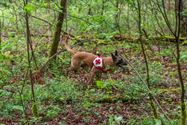 Reddingshonden zoeken slachtoffers in Helzoldbos