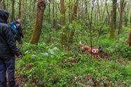 Reddingshonden zoeken slachtoffers in Helzoldbos