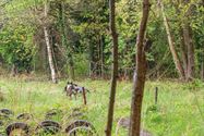 Reddingshonden zoeken slachtoffers in Helzoldbos