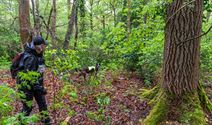 Reddingshonden zoeken slachtoffers in Helzoldbos