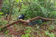Reddingshonden zoeken slachtoffers in Helzoldbos
