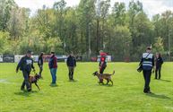 Reddingshonden doen gehoorzaamheidsproeven