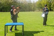 Reddingshonden doen gehoorzaamheidsproeven