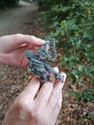 Al veel jonge vogels in de nestkasten van Bovy