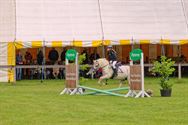 Paarden en pony's springen in een mooi decor
