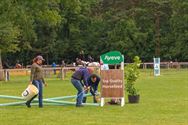 Paarden en pony's springen in een mooi decor