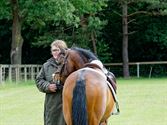 Paarden en pony's springen in een mooi decor