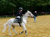 Paarden en pony's springen in een mooi decor