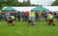 De mooiste Duitse herders op het podium