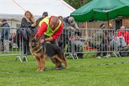 De mooiste Duitse herders op het podium