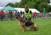 De mooiste Duitse herders op het podium