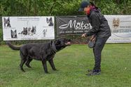 De mooiste Duitse herders op het podium