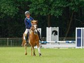 Pony's kunnen ook over de balken springen
