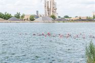 Triatlon: Tuur Lemmens en Joris Aerden de snelsten