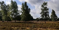 Vijf dagen op wandel door De Wijers
